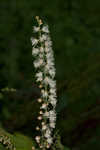 Black bugbane <BR>Black cohosh